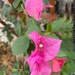 8 4 Our Bougainvillea by sandlily