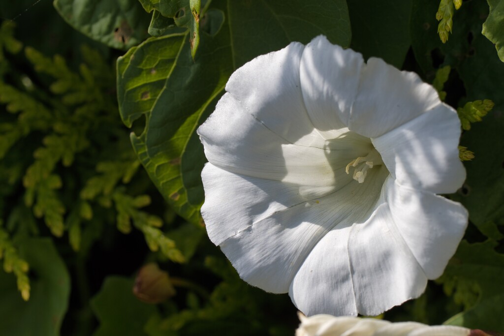 Large Bindweed by okvalle