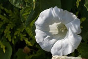 5th Aug 2024 - Large Bindweed