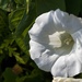 Large Bindweed by okvalle