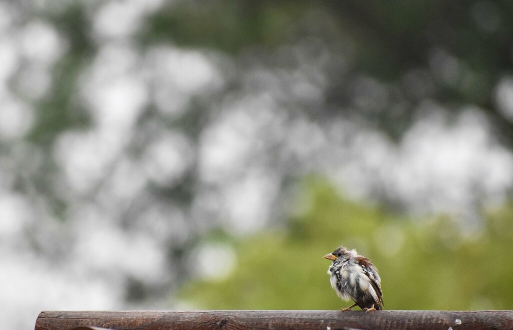 Lots Of Bokeh! by bjywamer