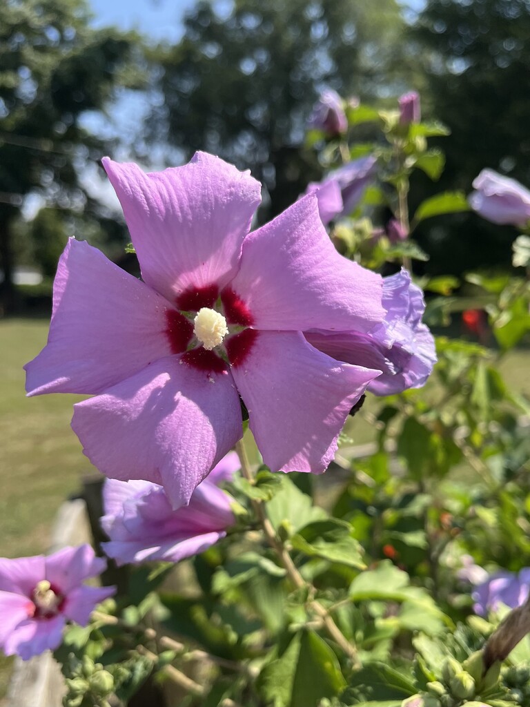 Rose of Sharon by beckyk365