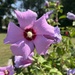 Rose of Sharon