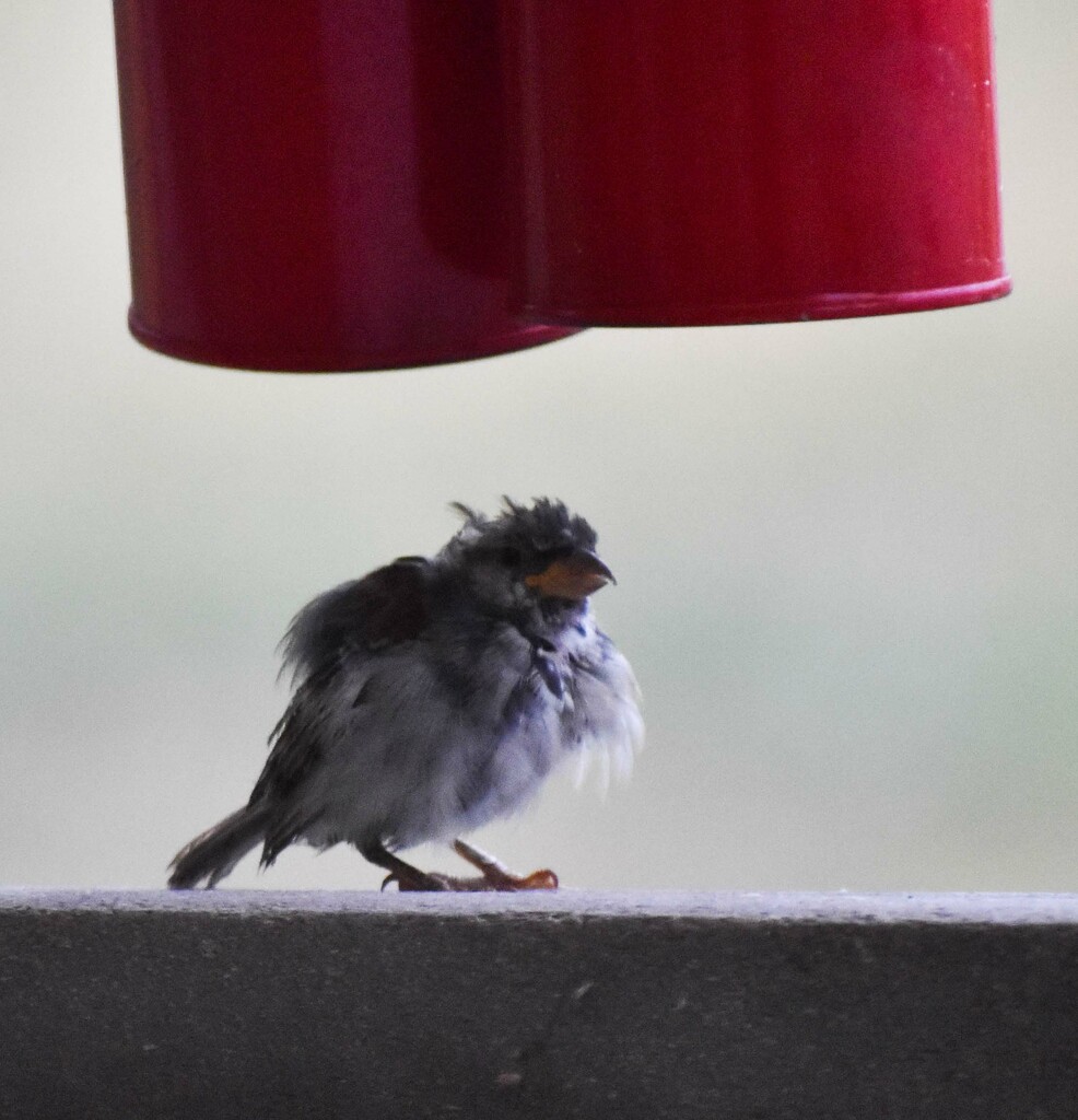 Rain Ruffled... by bjywamer