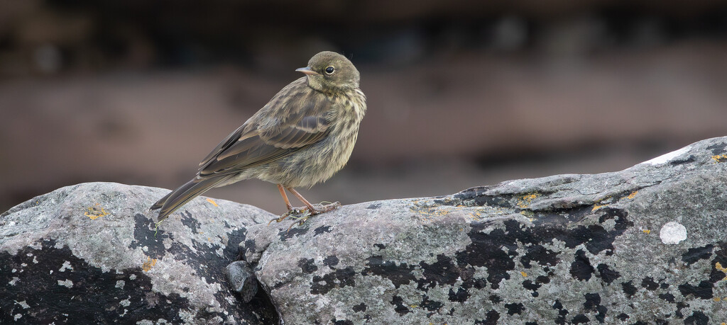 Rock Pipit by lifeat60degrees