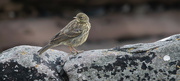 5th Aug 2024 - Rock Pipit