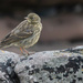 Rock Pipit by lifeat60degrees