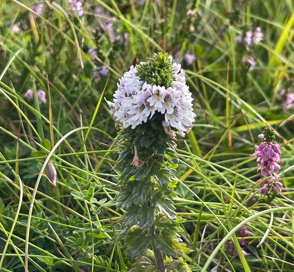 Eyebright by lifeat60degrees