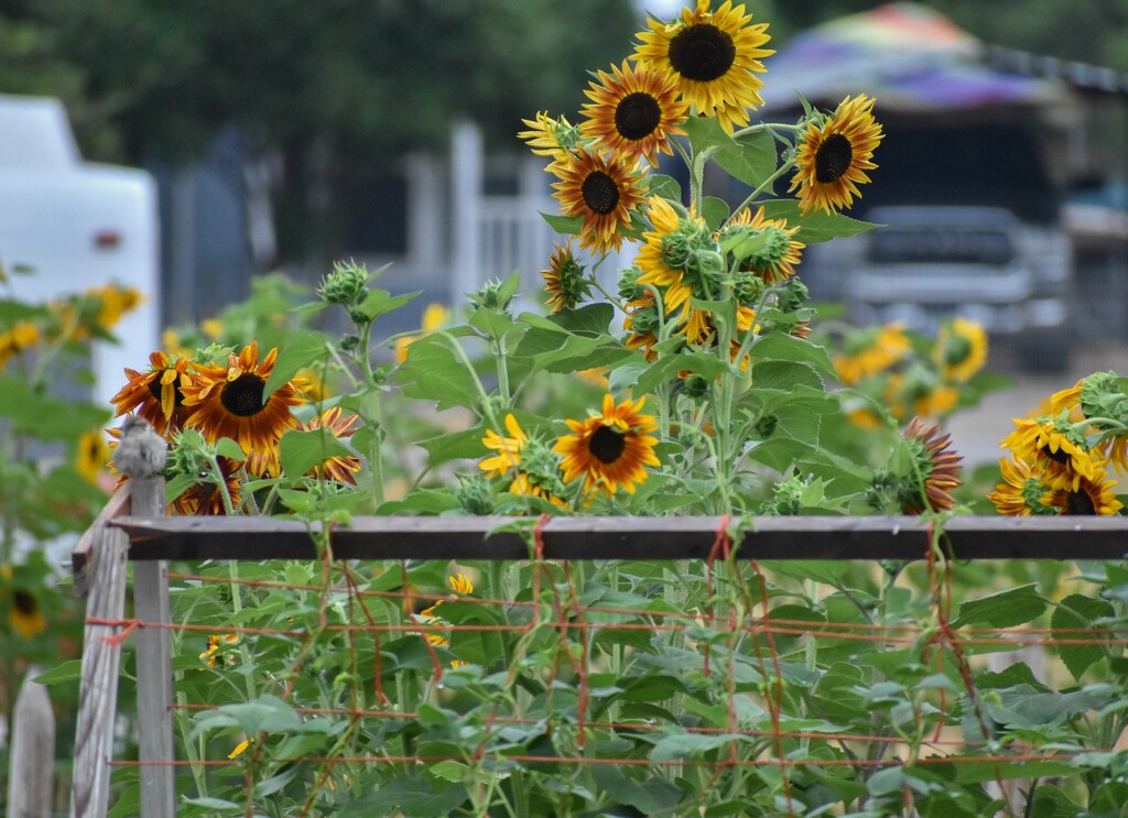 A Proliferation Of Sunflowers by bjywamer