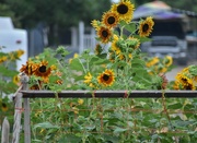 4th Aug 2024 - A Proliferation Of Sunflowers