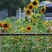 A Proliferation Of Sunflowers by bjywamer