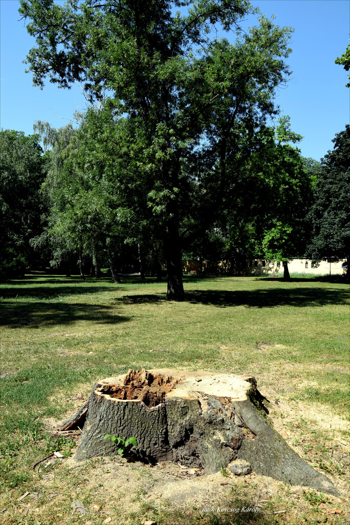 Why was this tree cut down? by kork