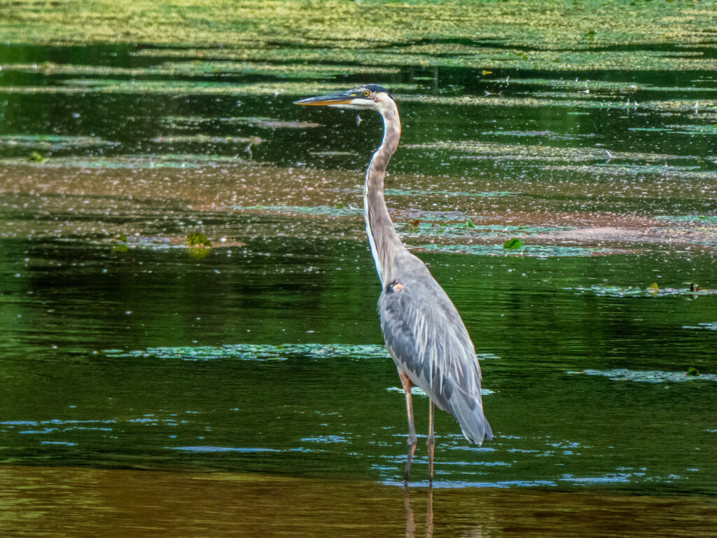 Another day, another blue Heron by batfish