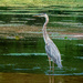 Another day, another blue Heron by batfish