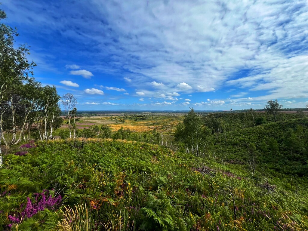 Heathland by mattjcuk