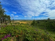 5th Aug 2024 - Heathland