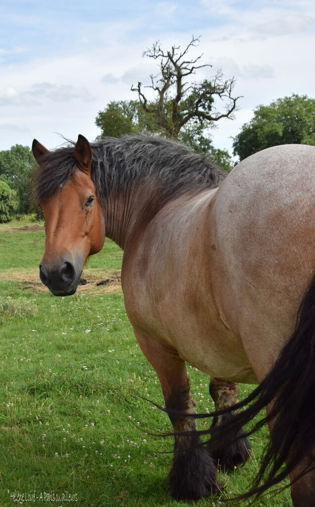 Draft horse by parisouailleurs