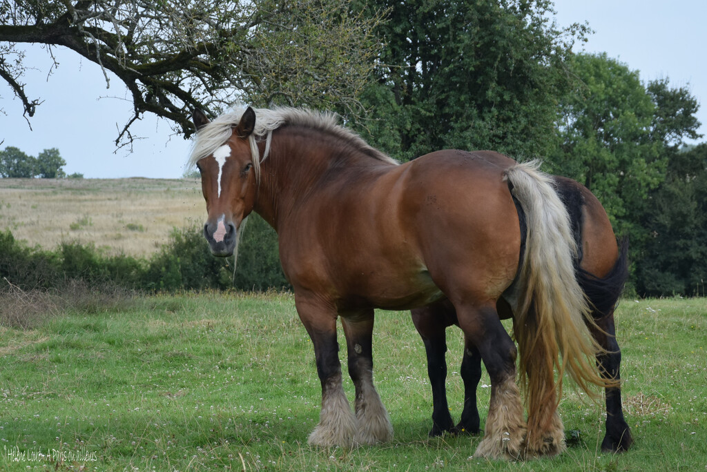 draft horses by parisouailleurs