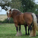 draft horses by parisouailleurs