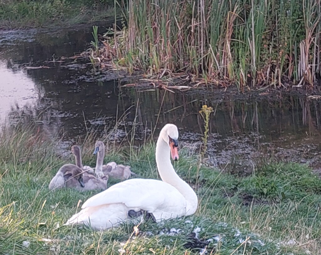 Swan family by busylady