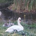 Swan family by busylady