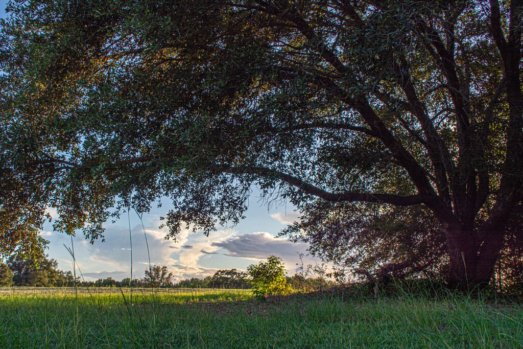 Under the Live Oak tree... by thewatersphotos