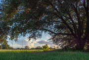 4th Aug 2024 - Under the Live Oak tree...