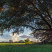 Under the Live Oak tree... by thewatersphotos