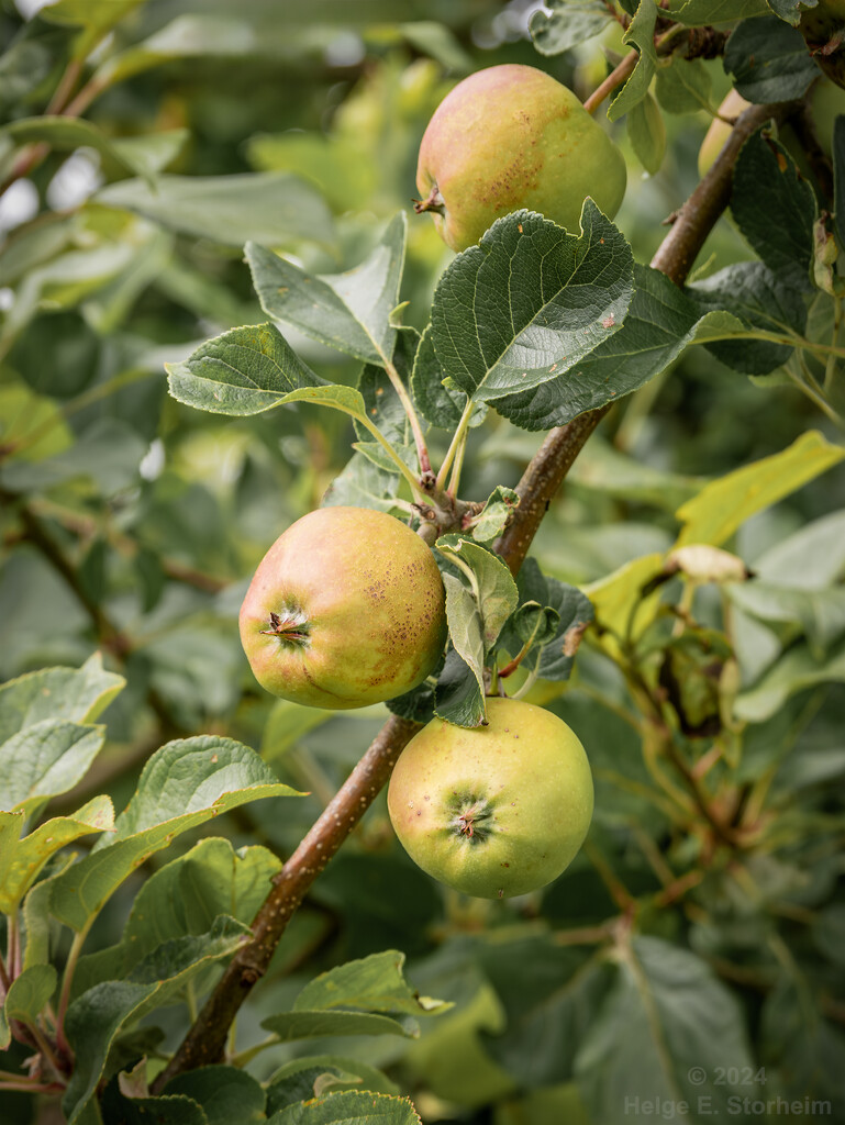 Apples by helstor365