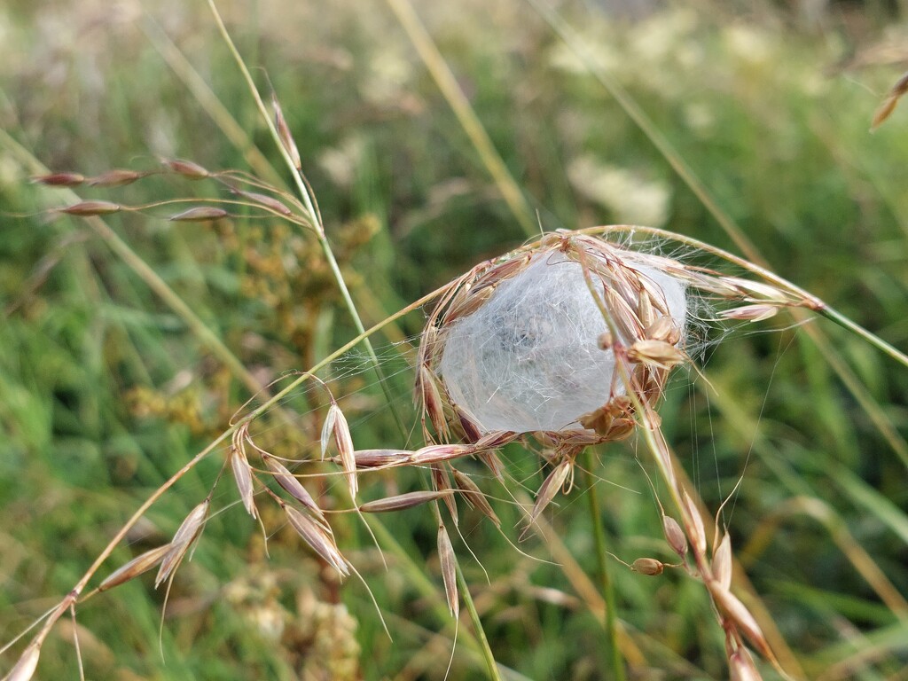 Spider orb by samcat