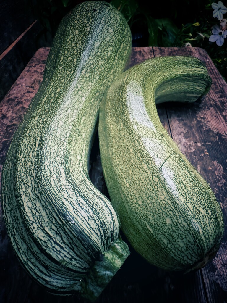 Inevitable giant courgettes by anncooke76