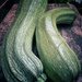 Inevitable giant courgettes by anncooke76