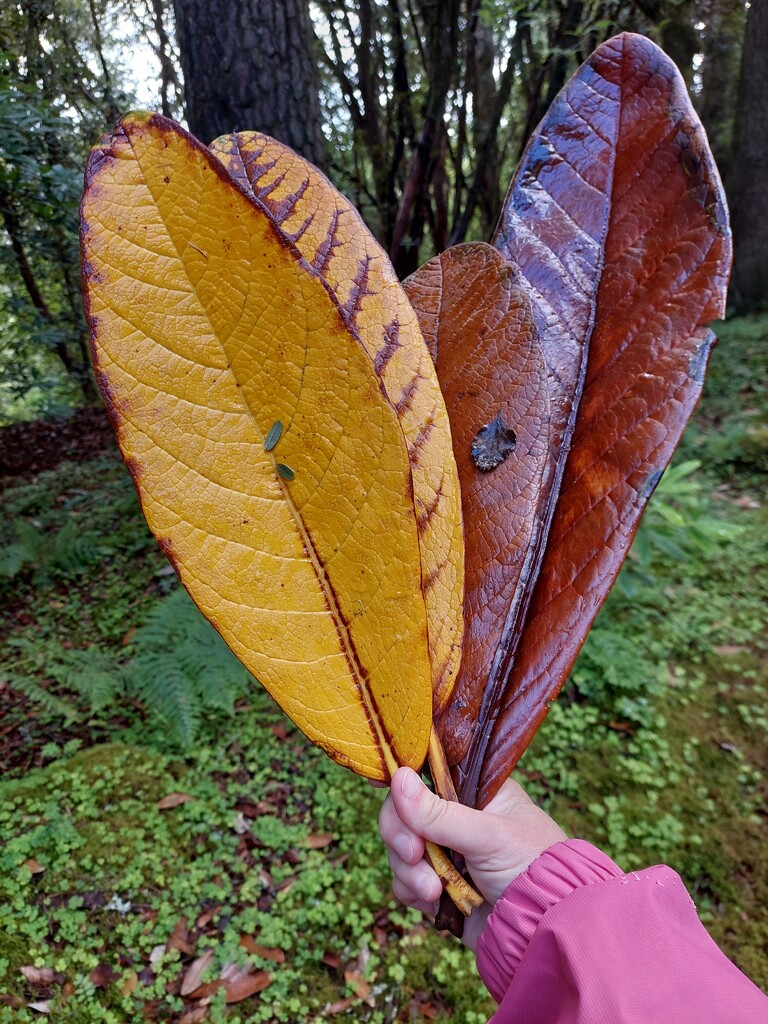 Giant rhododendron leaves by samcat