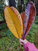 3rd Aug 2024 - Giant rhododendron leaves