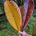 Giant rhododendron leaves by samcat