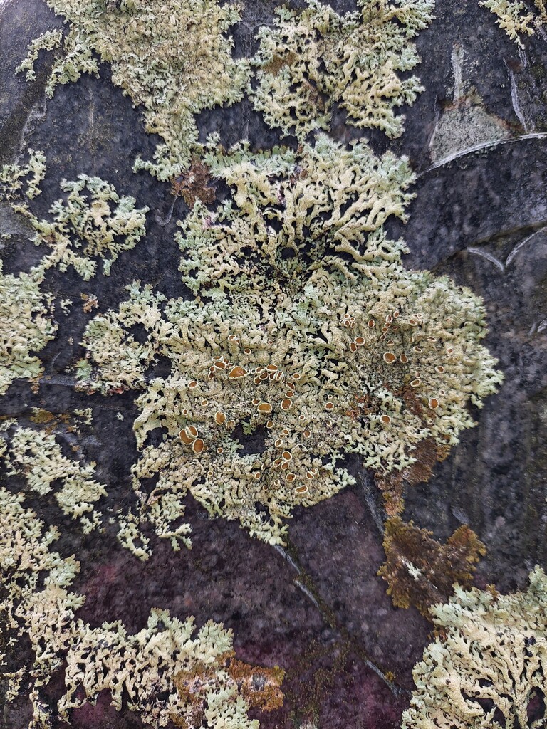 Lichens on a gravestone  by samcat