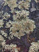 2nd Aug 2024 - Lichens on a gravestone 