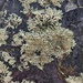 Lichens on a gravestone  by samcat