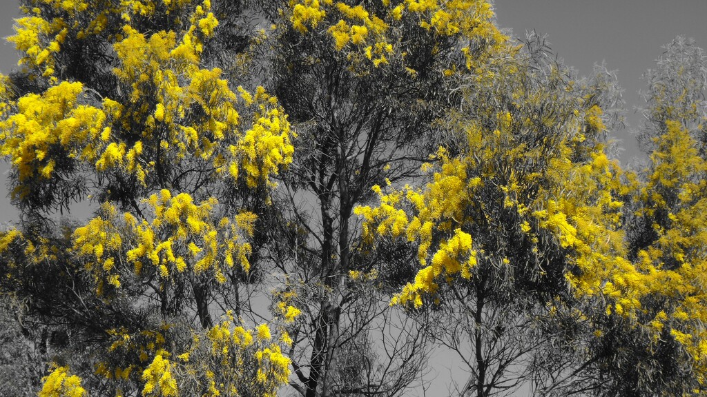 The first wattle of the season. by robz