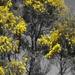 The first wattle of the season. by robz