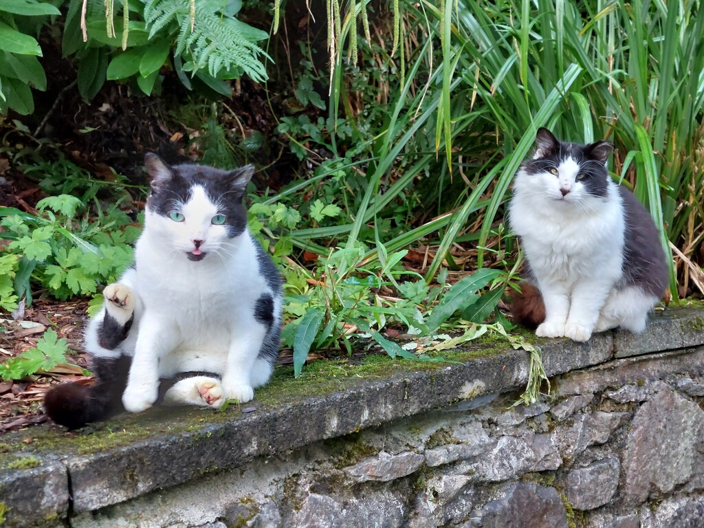 Hotel cats by samcat