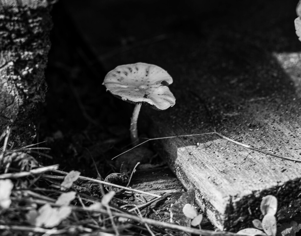 Shroom-2 by darchibald