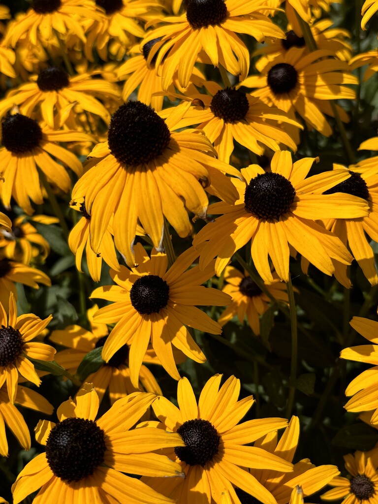 Bright coneflowers by pirish