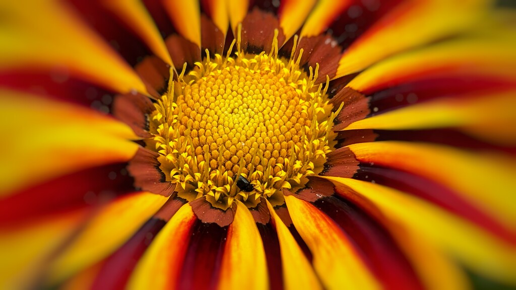 Garden Flower by carole_sandford