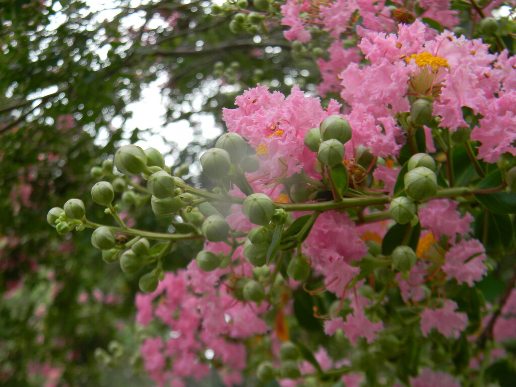 Pink Crepe Myrtle Flowers  by sfeldphotos