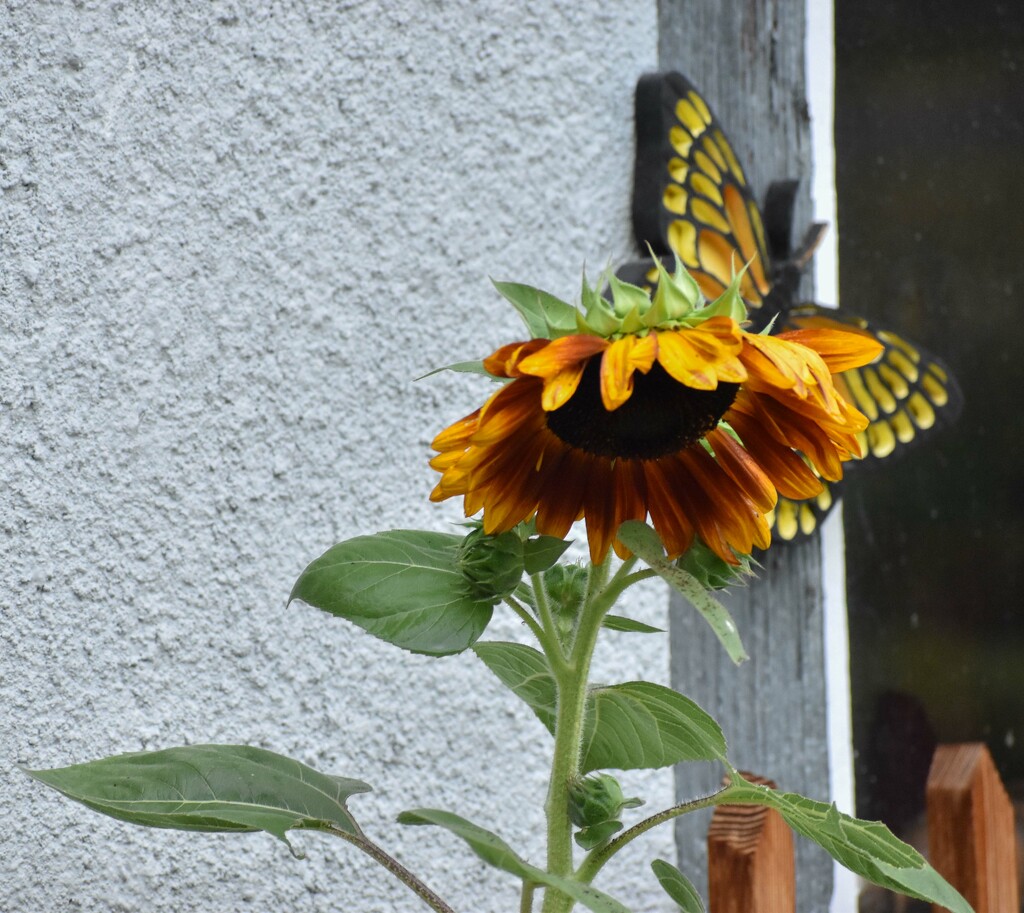 Sad Sunflower by bjywamer