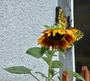 5th Aug 2024 - Sad Sunflower