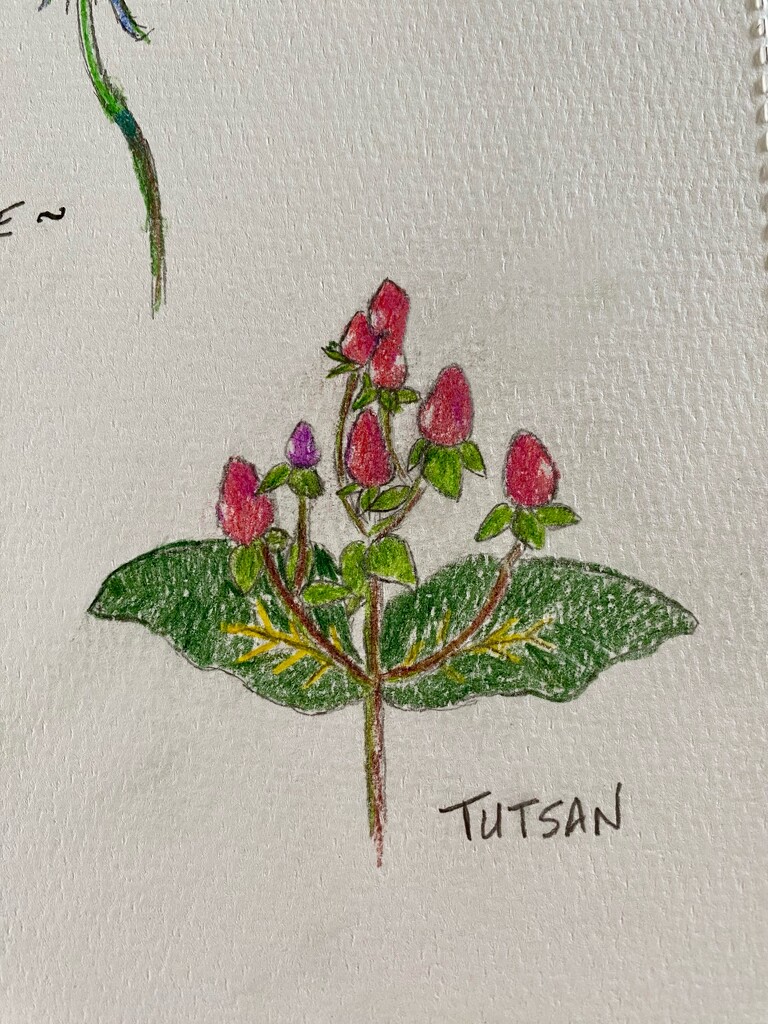 Tutsan by mtb24