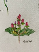 5th Aug 2024 - Tutsan