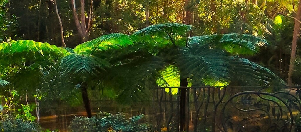 Late Afternoon At The Botanic Gardens ~ by happysnaps